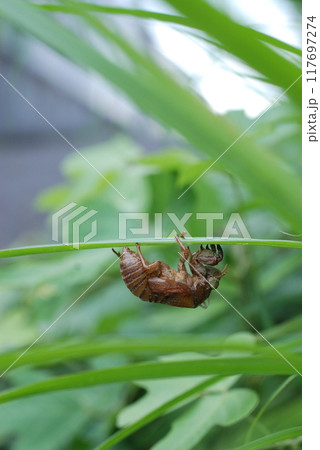 夏の風物詩 草の下に残ったセミの抜け殻 夏の風物詩 草の下に残ったセミの抜け殻 117697274