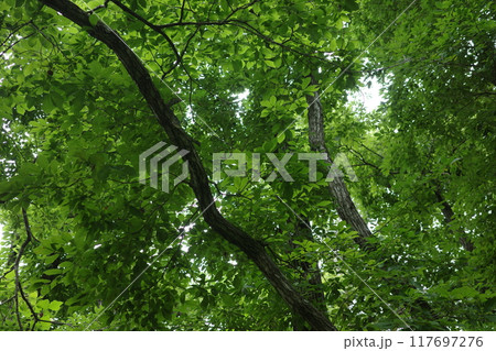 緑に溢れた真夏の里山の広葉樹林 117697276