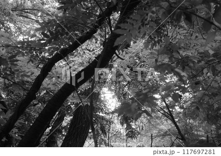 緑に溢れた真夏の里山の広葉樹林 117697281
