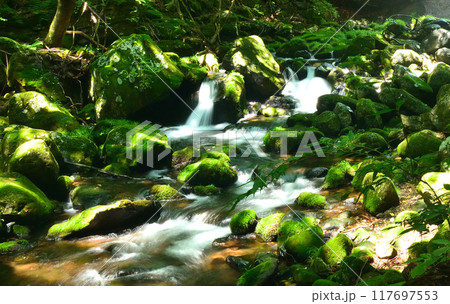 苔むした岩と清流 苔むした岩と清流 117697553