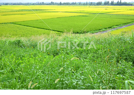 黄金色の田圃　収穫時期の田園風景　さいたま市　　　 117697587