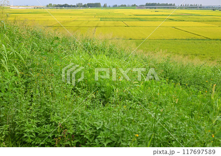 黄金色の田圃　収穫時期の田園風景　さいたま市　　　 117697589