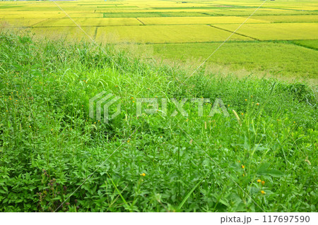 黄金色の田圃 収穫時期の田園風景 さいたま市 黄金色の田圃 収穫時期の田園風景 さいたま市 117697590