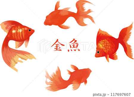 金魚 117697607