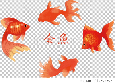 金魚 117697607