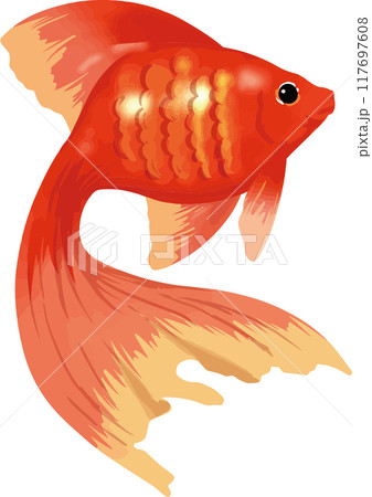 金魚 117697608