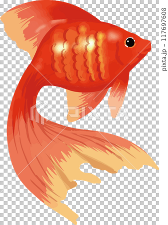 金魚 117697608