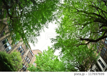 新緑の並木が美しい東京大学・銀杏並木。イチョウは東大のシンボル 117697699