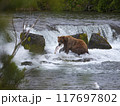 サケを採って食べるアラスカのグリズリーベアー 117697802