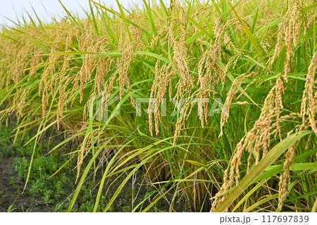 たわわな黄金色の稲穂 収穫を待つ田圃 さいたま市 たわわな黄金色の稲穂 収穫を待つ田圃 さいたま市 117697839