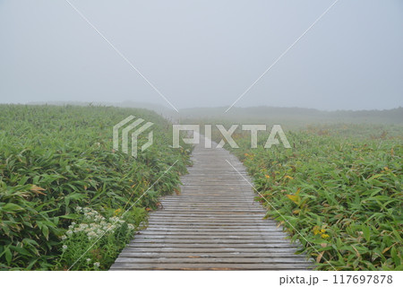 霧の木道 117697878