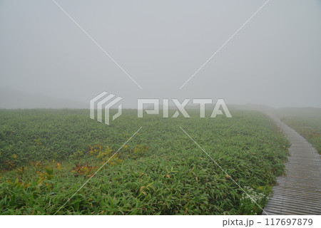 霧の木道 霧の木道 117697879