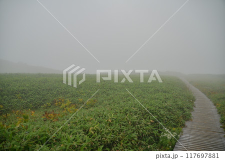 霧の木道 117697881