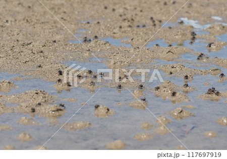 石長田海岸マングローブ林　ミナミコメツキガニ 117697919