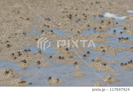 石長田海岸マングローブ林　ミナミコメツキガニ 117697924