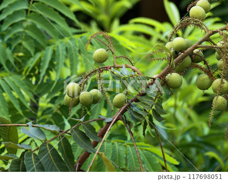 熱帯雨林樹木　ムクロジ科バンリュウガンの果実 117698051