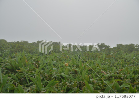 霧の笹薮 霧の笹薮 117698077