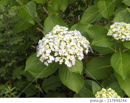 こじま花の会花畑の空色とクリーム色の紫陽花 117698244