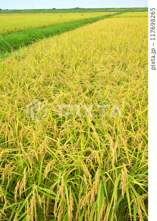 黄金色の稲　収穫時期を待つ田圃　さいたま市　　　 117698265