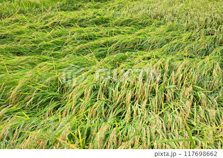 雨風で倒れた黄金色のたわわな稲 収穫直前の田圃 さいたま市 雨風で倒れた黄金色のたわわな稲 収穫直前の田圃 さいたま市 117698662