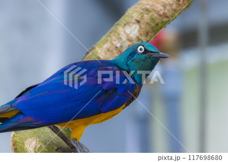 キンムネオナガテリムク 117698680