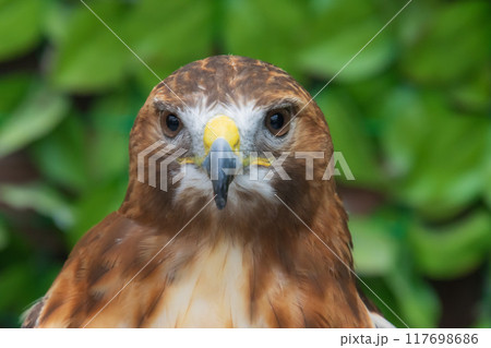鷹の顔 117698686