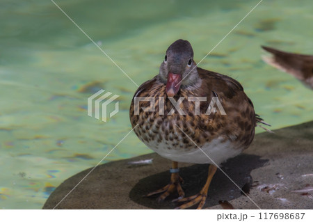 水辺のカモ 117698687