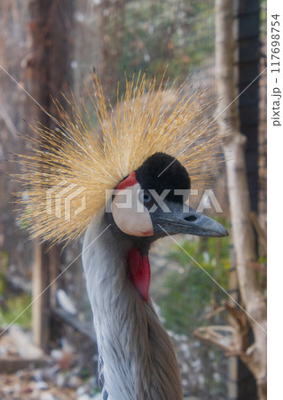 ホオジロカンムリヅル 117698754