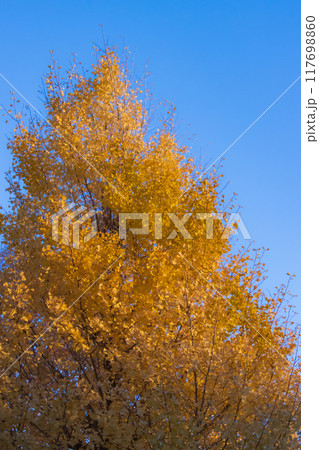 紅葉した銀杏 117698860