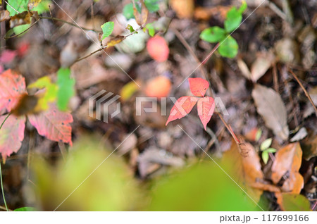 早秋の林床で紅葉の始まる葉っぱたち 117699166
