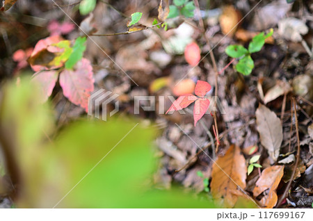 早秋の林床で紅葉の始まる葉っぱたち 早秋の林床で紅葉の始まる葉っぱたち 117699167