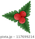 christmas holly berry 117699214