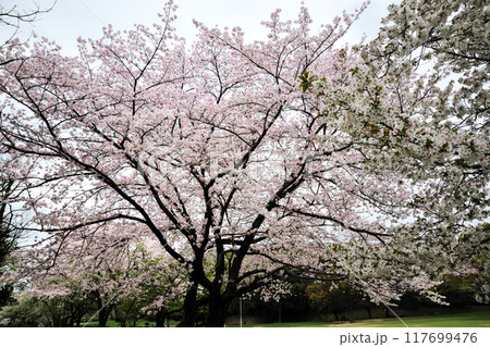牧野ヶ池緑地の桜 117699476