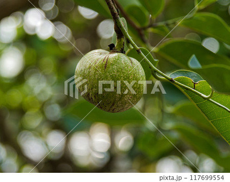 熱帯果樹　バンレイシ科バンレイシ 117699554