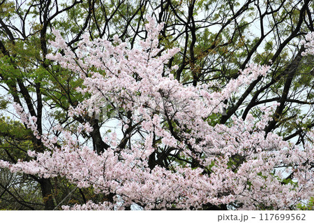 牧野ヶ池緑地の桜 牧野ヶ池緑地の桜 117699562