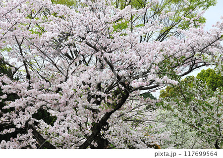 牧野ヶ池緑地の桜 牧野ヶ池緑地の桜 117699564