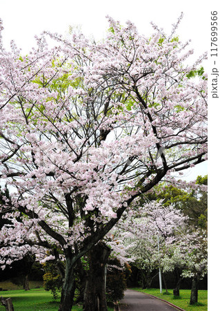 牧野ヶ池緑地の桜 牧野ヶ池緑地の桜 117699566