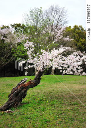 牧野ヶ池緑地の桜 牧野ヶ池緑地の桜 117699567