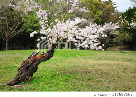 牧野ヶ池緑地の桜 牧野ヶ池緑地の桜 117699568