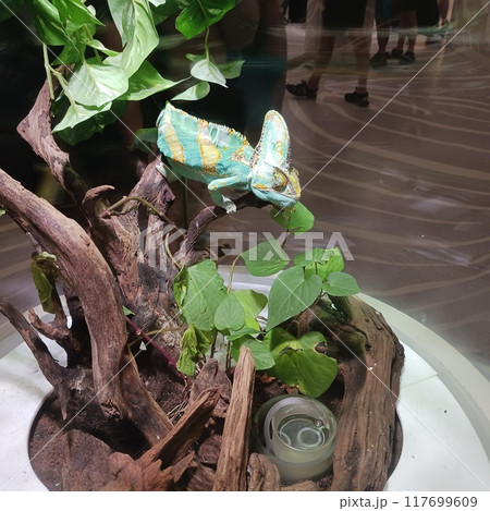 ららぽーとEXPOCITY「ニフレル」のエボシカメレオン ららぽーとEXPOCITY「ニフレル」のエボシカメレオン 117699609