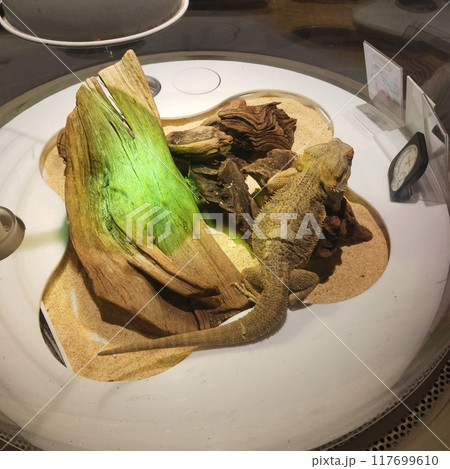 ららぽーとEXPOCITY「ニフレル」のフトアゴヒゲトカゲ 117699610