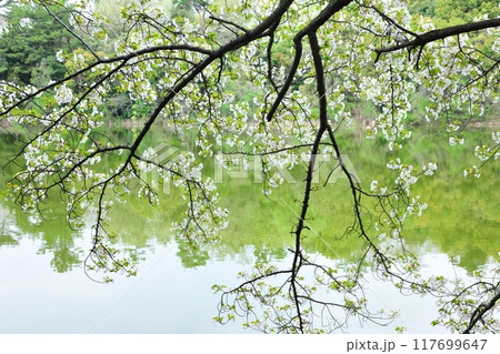 牧野ヶ池緑地の桜 牧野ヶ池緑地の桜 117699647