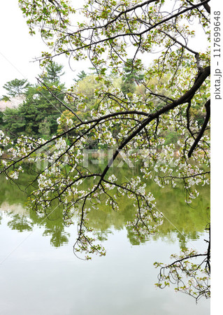牧野ヶ池緑地の桜 牧野ヶ池緑地の桜 117699648