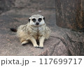 見つめるミーアキャット 117699717