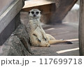 おじさん座りミーアキャット 117699718
