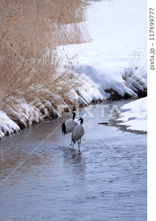 北海道鶴居村 雪裡川の風景 117699777
