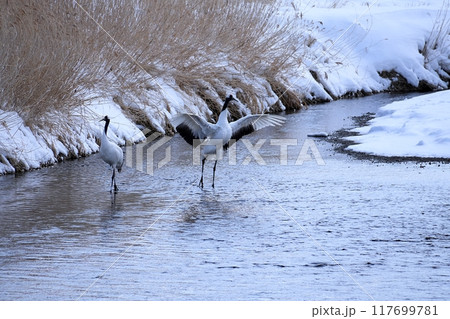 北海道鶴居村 雪裡川の風景 北海道鶴居村 雪裡川の風景 117699781