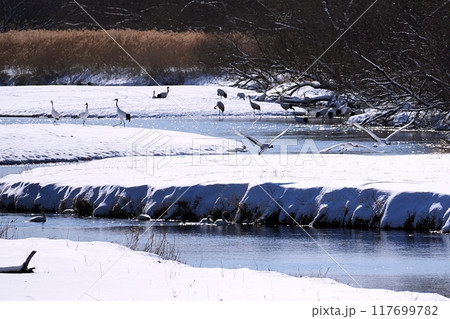 北海道鶴居村 雪裡川の風景 北海道鶴居村 雪裡川の風景 117699782