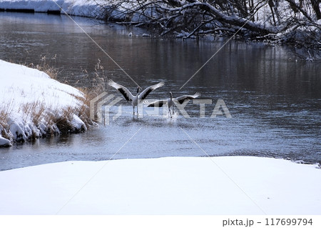 北海道鶴居村 雪裡川の風景 117699794