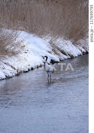 北海道鶴居村 雪裡川の風景 117699795